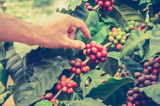 NKG BLOOM Lays the Foundation for Living Income in coffee