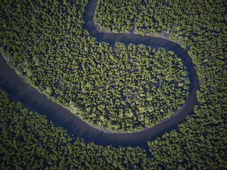 Tropical forest in Aceh - Leuser Ecosystem