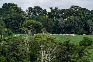 Cattle in the forest frontier of Mato Grosso