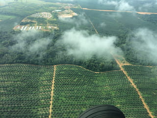 An aerial view of palm oil plantations in Liberia