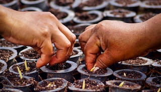 Living income baseline for Colombia’s oil palm sector