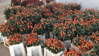 IRBC Agreement Floriculture webinar EU due diligence legislation