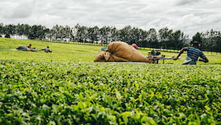 Improving the lives of tea farmers in Tanzania with the EU