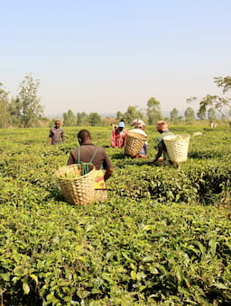 Overcoming investor risk perception in smallholder finance
