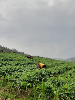 Reimagining Resilience: Why sustainable value chains are the key to food security