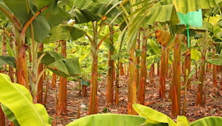 Understanding gender wage gaps in the banana sector