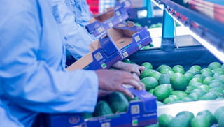 Case Study - Mavuno: Living wage avocados fuels joint effort of working on living wages