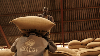 Terms of Reference: End-term evaluation of the Coffee Farmer Income Resilience Program (CFIRP)