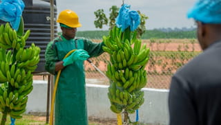 Case Study - Lidl’s Commitment to Living Wages in the Banana Sector