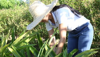 Unlocking Potential to Advance Performance in Brazilian Value Chains