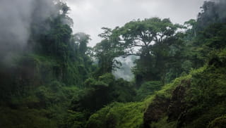 IDH and CAFI launch Investment Development & PES Hub in Cameroon
