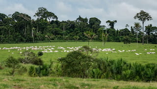 The PCI Strategy in Mato Grosso: A Success Case of balancing Food Production, Conservation, and Social Inclusion