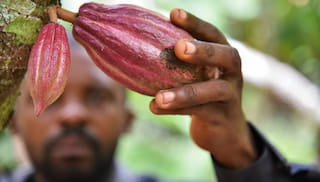 The future of cocoa in Cameroon