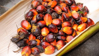 Living income baseline for Colombia’s oil palm sector