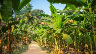 New guidelines on voluntary contributions to help close living wage gaps in the banana sector