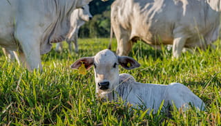 Decade of convening landscape initiatives: Promoting sustainable cattle ranching in the Amazon