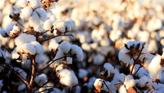 Life Cycle Assessment (LCA) of Regenerative Cotton embedded in a regenerative landscape validated by MRV