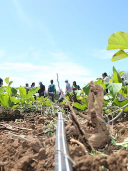 Climate extremes are reshaping food systems