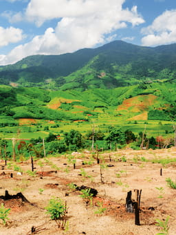 Key insights on climate disruptions in agriculture