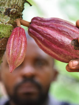 Cocoa Forests Initiative Reports Record Progress in Ghana and Côte d’Ivoire