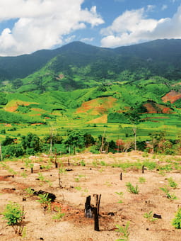 Working together to address the EU Deforestation Regulation in Vietnam