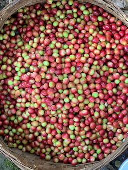Principles for coffee procurement prioritised to promote long-term economic viability for farmers