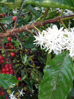 LATTE enters Climate Finance Lab to mobilise capital for coffee resilience